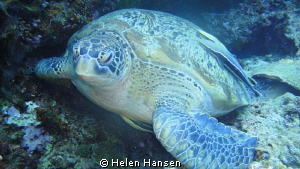 cute fellow relaxed swimming around we no care in the world by Helen Hansen 
